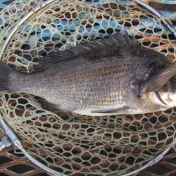 オリジナルメーカー海づり公園(市原市海づり施設) 釣果