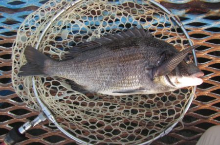 オリジナルメーカー海づり公園(市原市海づり施設) 釣果