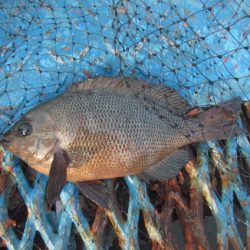 オリジナルメーカー海づり公園(市原市海づり施設) 釣果