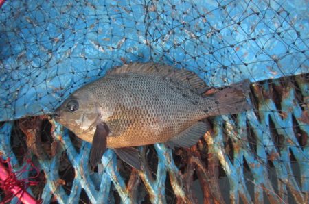 オリジナルメーカー海づり公園(市原市海づり施設) 釣果