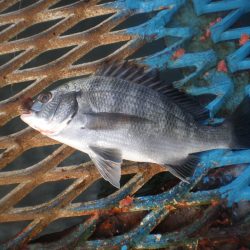 オリジナルメーカー海づり公園(市原市海づり施設) 釣果