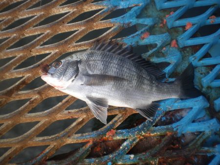 オリジナルメーカー海づり公園(市原市海づり施設) 釣果