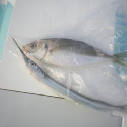 オリジナルメーカー海づり公園(市原市海づり施設) 釣果