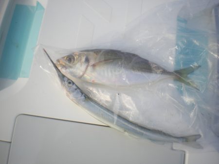 オリジナルメーカー海づり公園(市原市海づり施設) 釣果