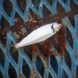 オリジナルメーカー海づり公園(市原市海づり施設) 釣果