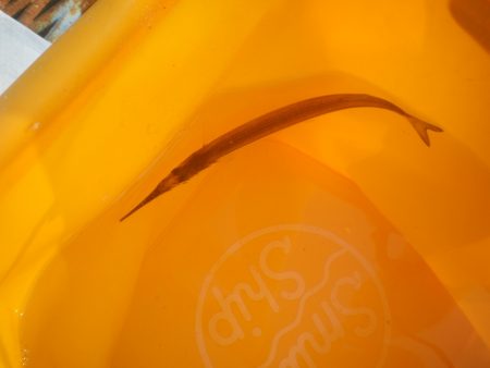 オリジナルメーカー海づり公園(市原市海づり施設) 釣果