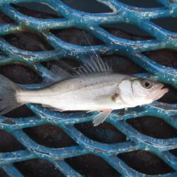 オリジナルメーカー海づり公園(市原市海づり施設) 釣果