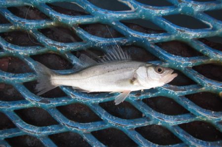 オリジナルメーカー海づり公園(市原市海づり…