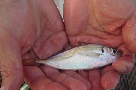 オリジナルメーカー海づり公園(市原市海づり施設) 釣果