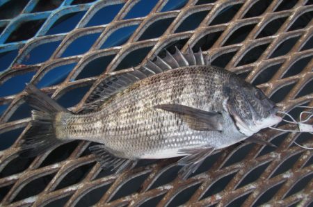 オリジナルメーカー海づり公園(市原市海づり施設) 釣果