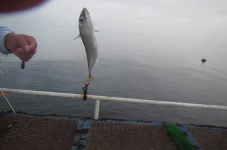 オリジナルメーカー海づり公園(市原市海づり施設) 釣果