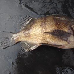 オリジナルメーカー海づり公園(市原市海づり施設) 釣果