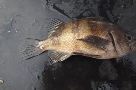 オリジナルメーカー海づり公園(市原市海づり施設) 釣果