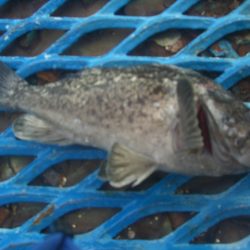 オリジナルメーカー海づり公園(市原市海づり施設) 釣果