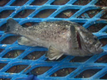 オリジナルメーカー海づり公園(市原市海づり施設) 釣果