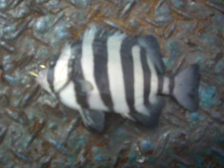 オリジナルメーカー海づり公園(市原市海づり施設) 釣果