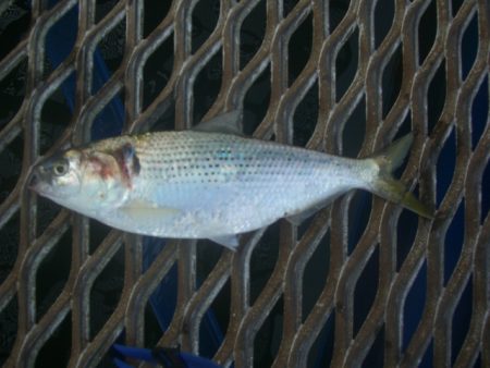 オリジナルメーカー海づり公園(市原市海づり施設) 釣果