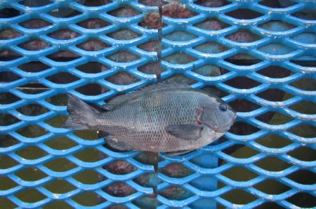 オリジナルメーカー海づり公園(市原市海づり…