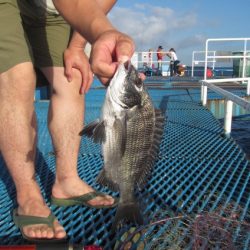 オリジナルメーカー海づり公園(市原市海づり施設) 釣果