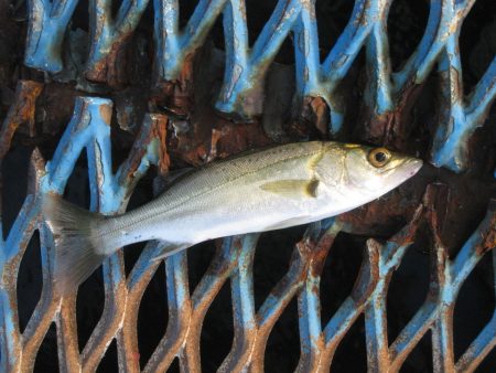 オリジナルメーカー海づり公園(市原市海づり…