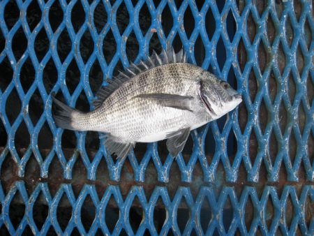 オリジナルメーカー海づり公園(市原市海づり施設) 釣果