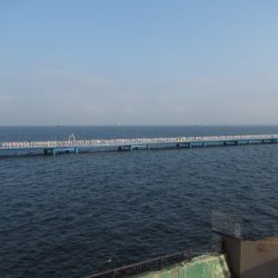 オリジナルメーカー海づり公園(市原市海づり施設) 釣果