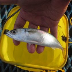 オリジナルメーカー海づり公園(市原市海づり施設) 釣果