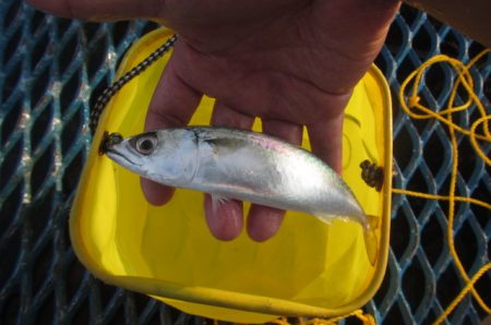 オリジナルメーカー海づり公園(市原市海づり…