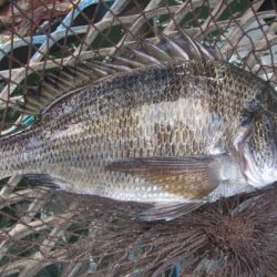 オリジナルメーカー海づり公園(市原市海づり施設) 釣果