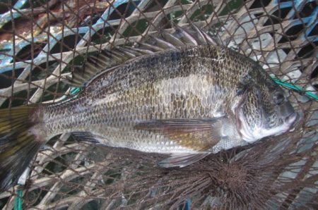 オリジナルメーカー海づり公園(市原市海づり施設) 釣果