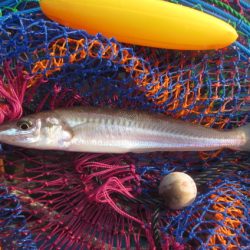 オリジナルメーカー海づり公園(市原市海づり施設) 釣果