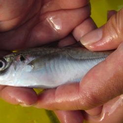 オリジナルメーカー海づり公園(市原市海づり施設) 釣果