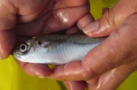 オリジナルメーカー海づり公園(市原市海づり施設) 釣果