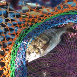 オリジナルメーカー海づり公園(市原市海づり施設) 釣果