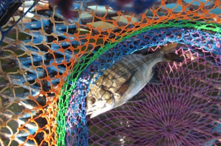 オリジナルメーカー海づり公園(市原市海づり施設) 釣果