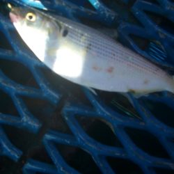 オリジナルメーカー海づり公園(市原市海づり施設) 釣果