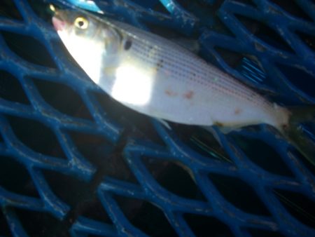 オリジナルメーカー海づり公園(市原市海づり施設) 釣果