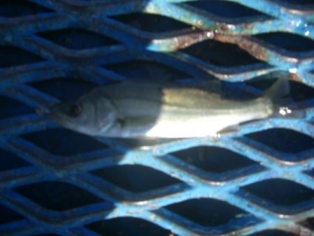 オリジナルメーカー海づり公園(市原市海づり施設) 釣果