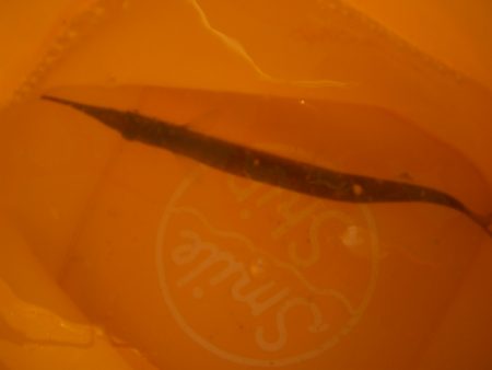 オリジナルメーカー海づり公園(市原市海づり施設) 釣果