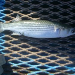 オリジナルメーカー海づり公園(市原市海づり施設) 釣果