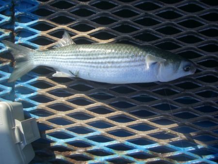 オリジナルメーカー海づり公園(市原市海づり施設) 釣果