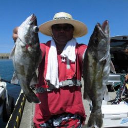 大進丸(新潟) 釣果