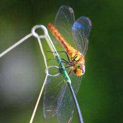 小菅トラウトガーデン 釣果