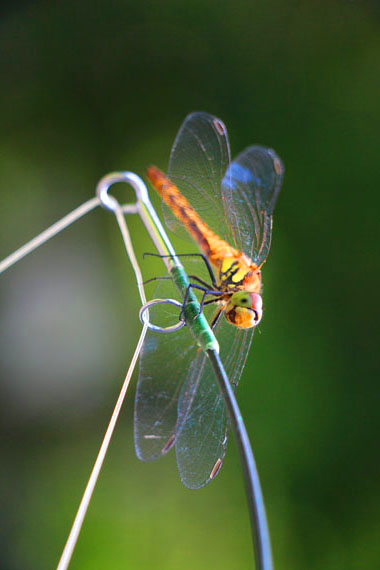 小菅トラウトガーデン 釣果