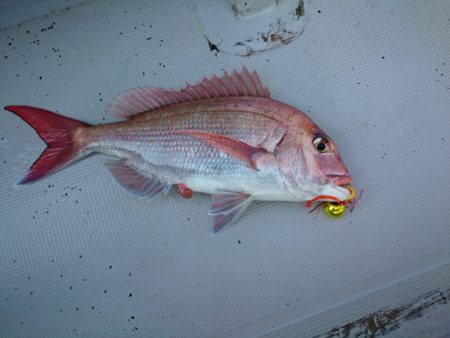 エンペラー 釣果