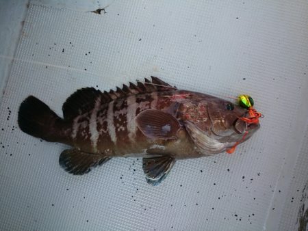 エンペラー 釣果