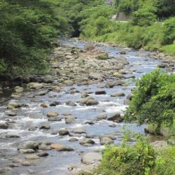 狩野川(狩野川漁業協同組合) 釣果