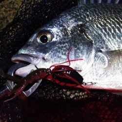 波瀾万丈チニング　nadarチニングモニター投稿