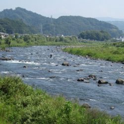 狩野川(狩野川漁業協同組合) 釣果