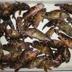 TOPGUN名古屋 釣果